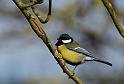 Great tit - E